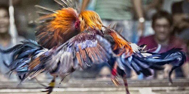 Các hình thức đá gà ăn tiền