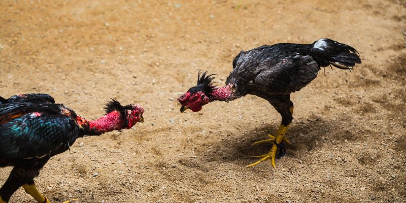 Các hình thức đá gà