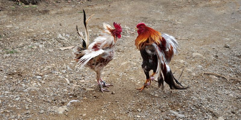 Các kèo cược đá gà