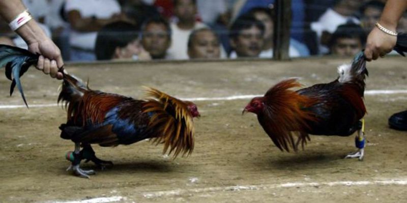 Cách chơi đá gà ăn tiền