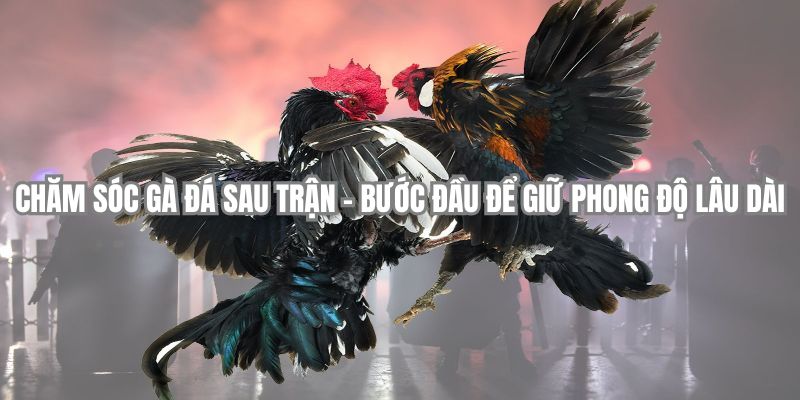 Chăm sóc gà đá sau trận – Bước đầu để giữ phong độ lâu dài