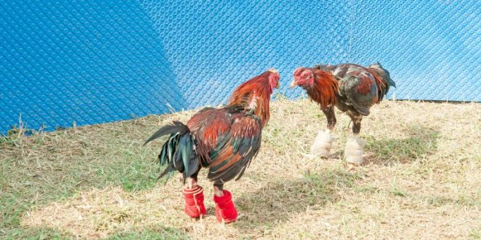 Trải Nghiệm Đá Gà Hôm Nay, Tỷ Lệ Cược Chuẩn Xác Nhất