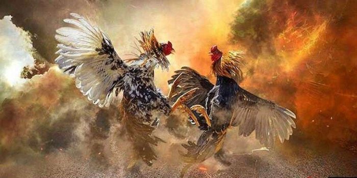 Tìm Hiểu Đá Gà Ăn Tiền Và Các Mẹo Cược Hiệu Quả Nhất