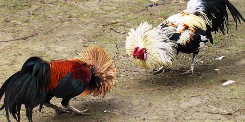 Tham Gia Ngay Đấu Trường Đá Gà Tre Đỉnh Cao, Hấp Dẫn