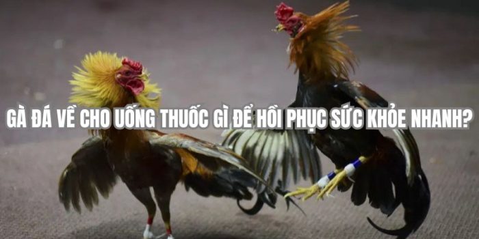 Gà Đá Về Cho Uống Thuốc Gì Để Hồi Phục Sức Khỏe Nhanh?