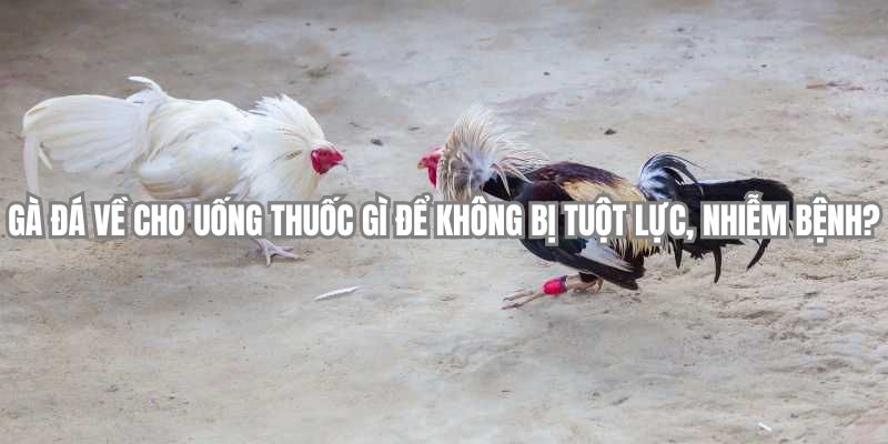 Gà đá về cho uống thuốc gì để không bị tuột lực, nhiễm bệnh?