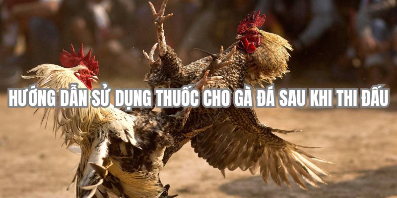 Hướng dẫn sử dụng thuốc cho gà đá sau khi thi đấu