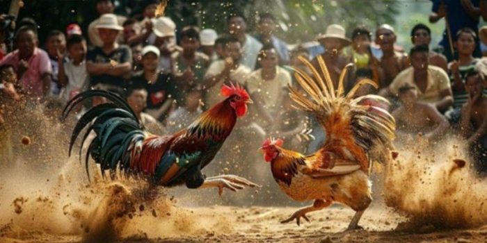 Tìm Hiểu Luật Đá Gà Chi Tiết Nhất Cho Người Mới Bắt Đầu