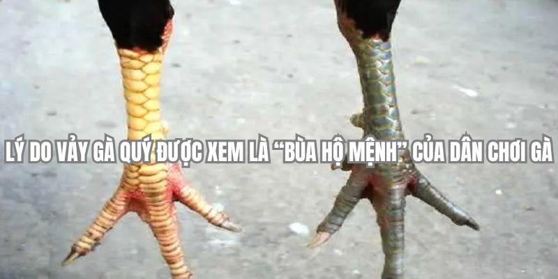 Lý do vảy gà quý được xem là “bùa hộ mệnh” của dân chơi gà