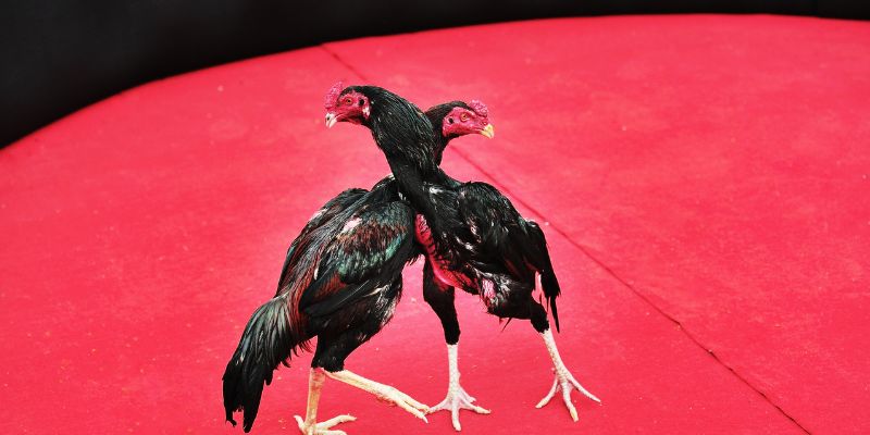 Mẹo chơi đá gà trực tiếp