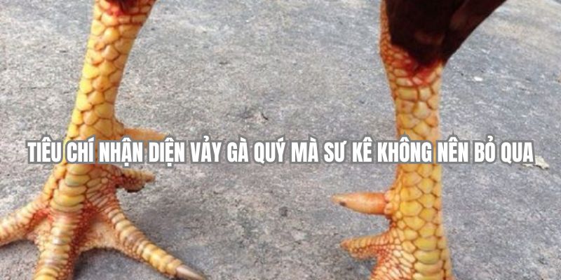 Tiêu chí nhận diện vảy gà quý mà sư kê không nên bỏ qua